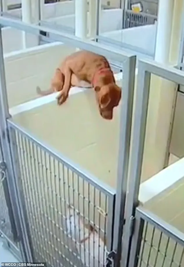 Shelter Dog Jumps Over Kennel To Be With Her Best Friend 3