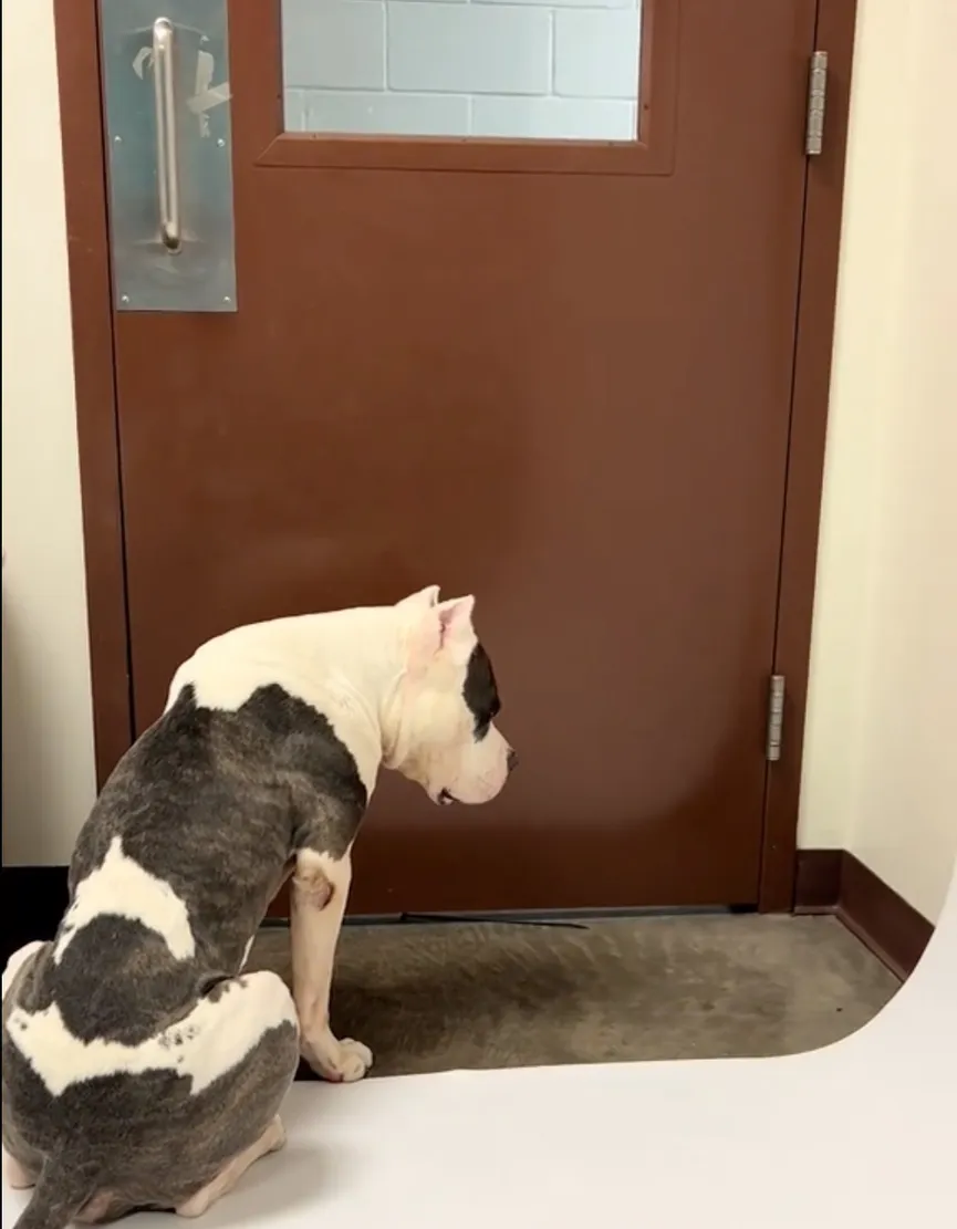 Shelter Dog Waits By The Door, Hoping Someone Will Rescue Him Before It's Too Late 1