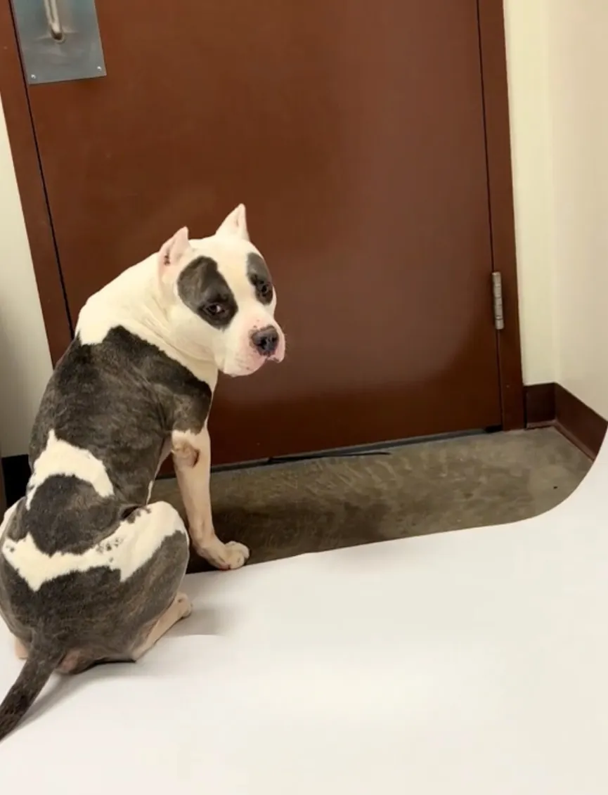 Shelter Dog Waits By The Door, Hoping Someone Will Rescue Him Before It's Too Late 2