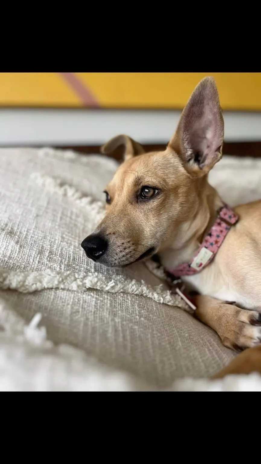 Staff shelter was devastated to see terrified puppy trembling in corner of kennel 4