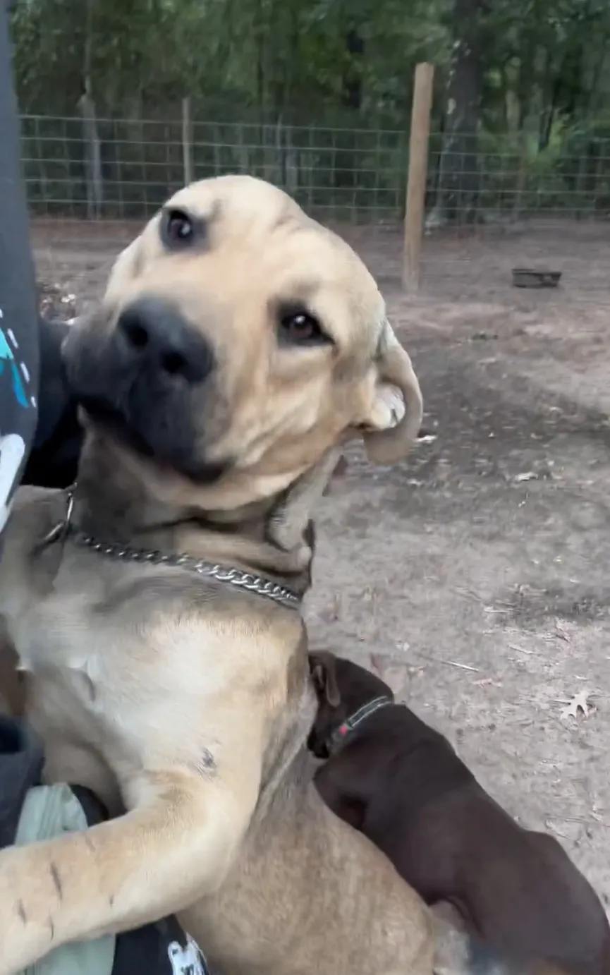 Stray dog waits outside an animal shelter and sticks his paw out for help 5