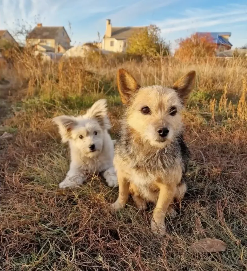 Stray puppy overwhelmed by emotions upon reuniting with lost mother 4