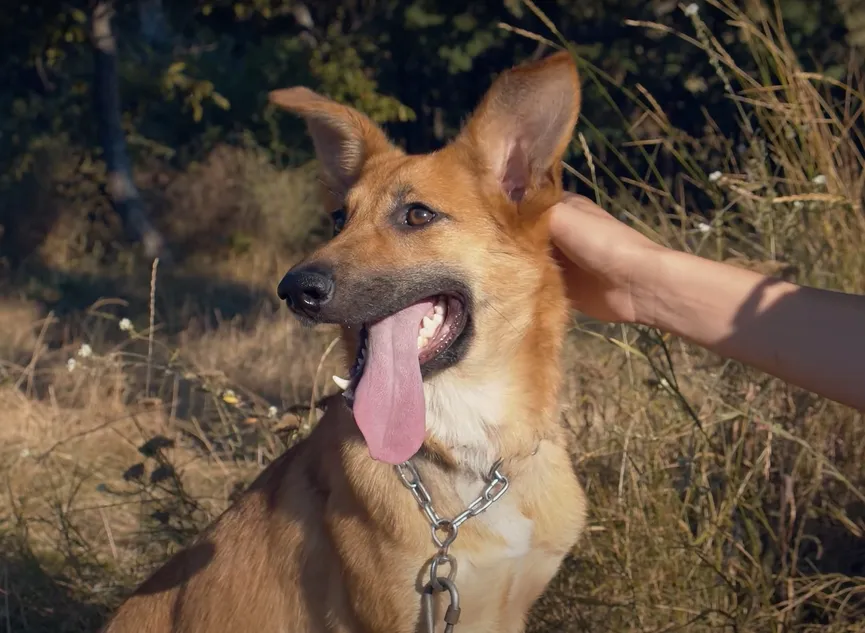 Terrified puppy didn't dare look people in the eye is now a confident and happy dog 10