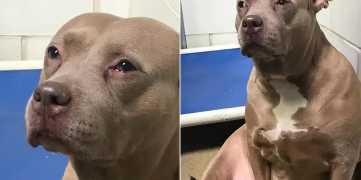 Verdrietige Pitbull mama zonder haar pups in asiel gedumpt kan niet stoppen met huilen 1