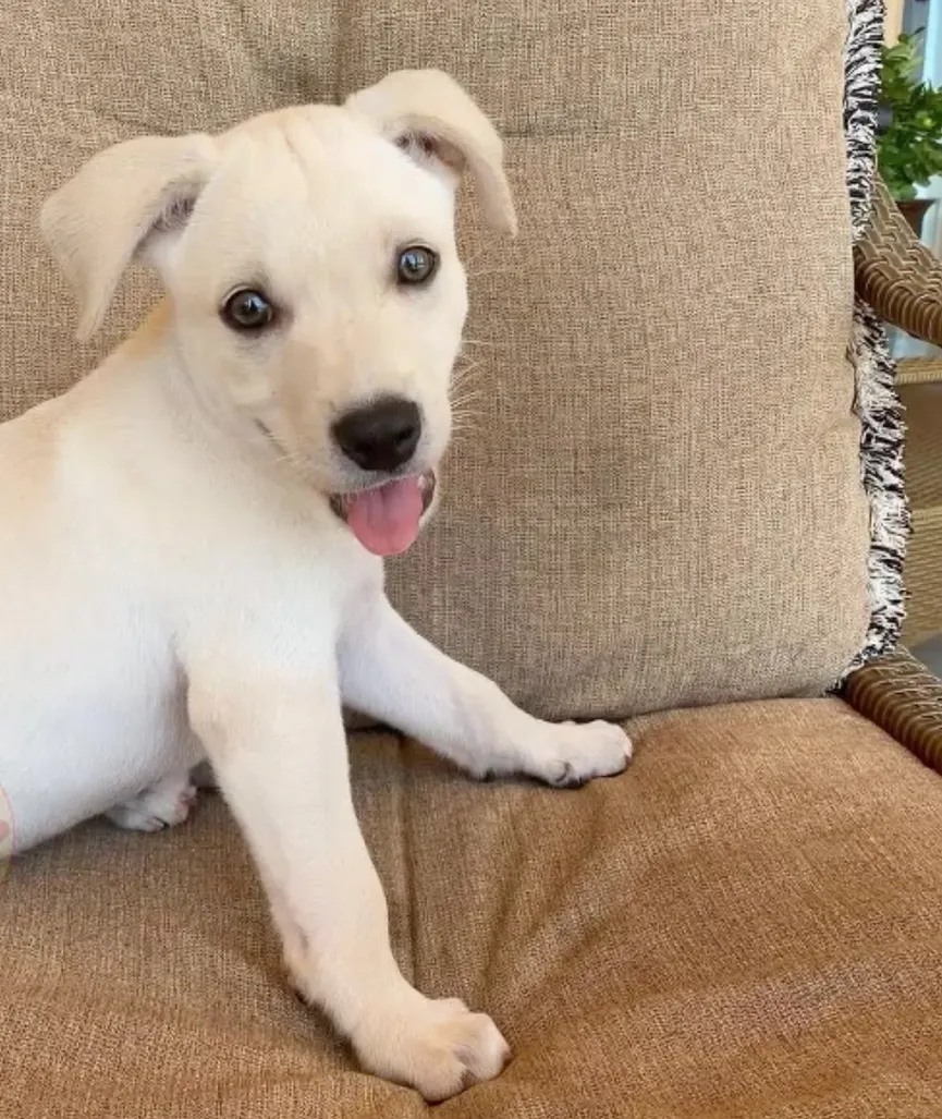 Volunteers find crying puppy separated from its mother and dumped on train tracks 5