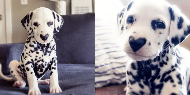 Wiley de Dalmatiër Draagt Zijn Hart op Zijn Neus 1