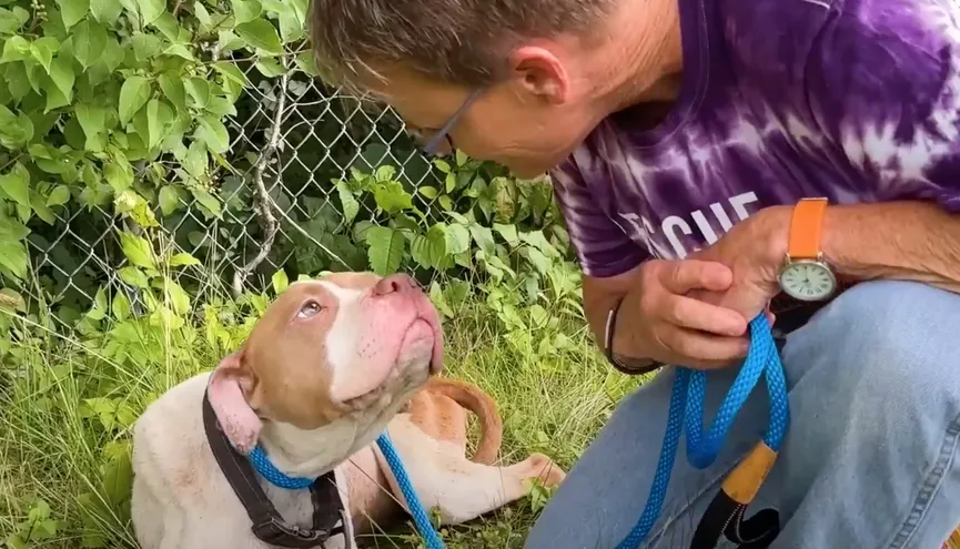 Woman Spots Sad Pit Bull Abandoned Along The Highway And Takes Quick Action 5