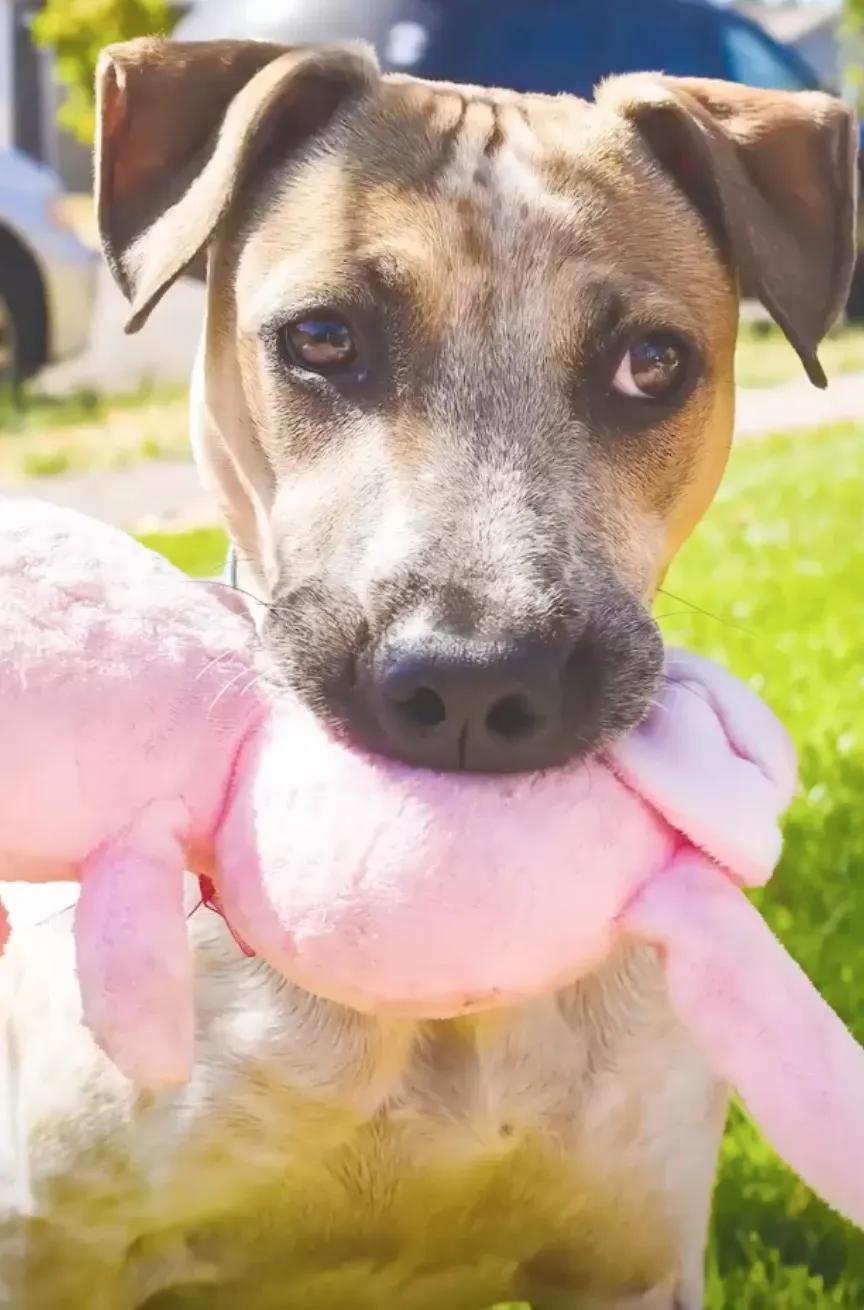 Woman discovers injured puppy while on vacation and gives her the best life possible 5