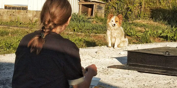 Woman tried to catch frightened dog at gas station for 6 months, then succeeded 1