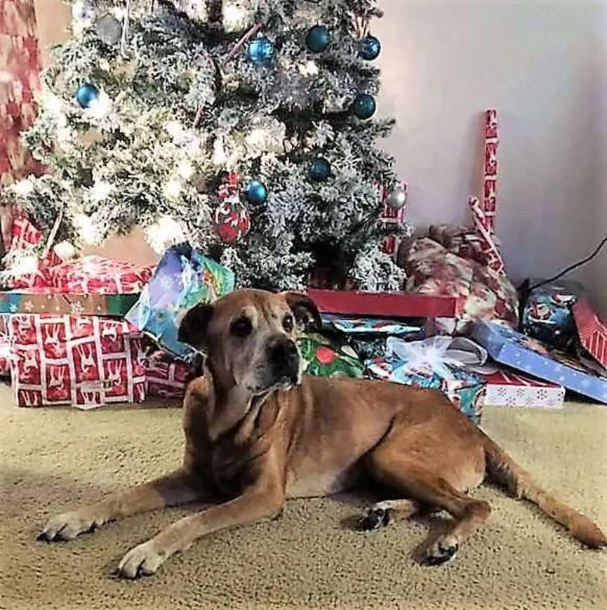 Zieke 17-jarige hond blijft net lang genoeg in leven om zijn babyzusje te ontmoeten 4