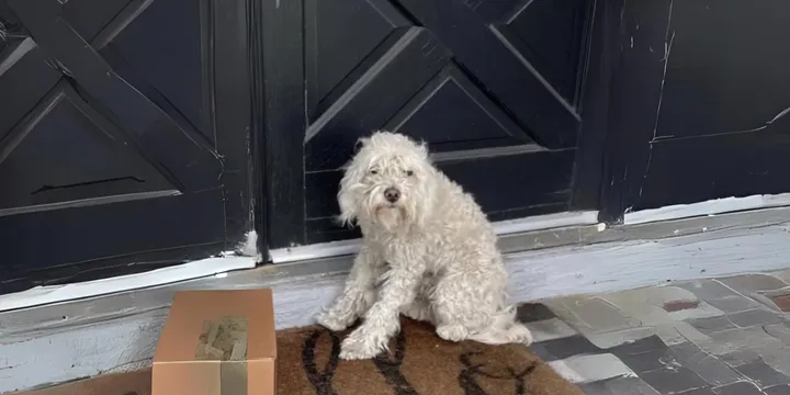 Zwerfhond vindt nieuw thuis nadat hij voor het huis van een gezin werd aangetroffen 1