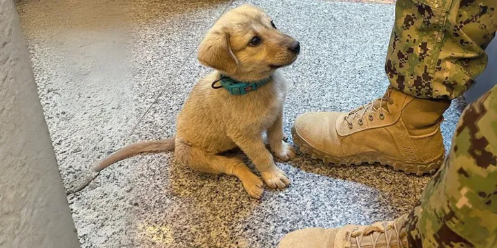 Zwerfpup loopt marinebasis binnen en krijgt het baasje waar hij altijd al naar verlangde 1