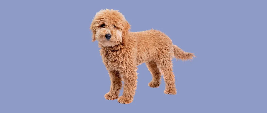 labradoodle-hondenras-verzorging-gezin-sociaal-leven-fysieke-kenmerken-dieet-informatie